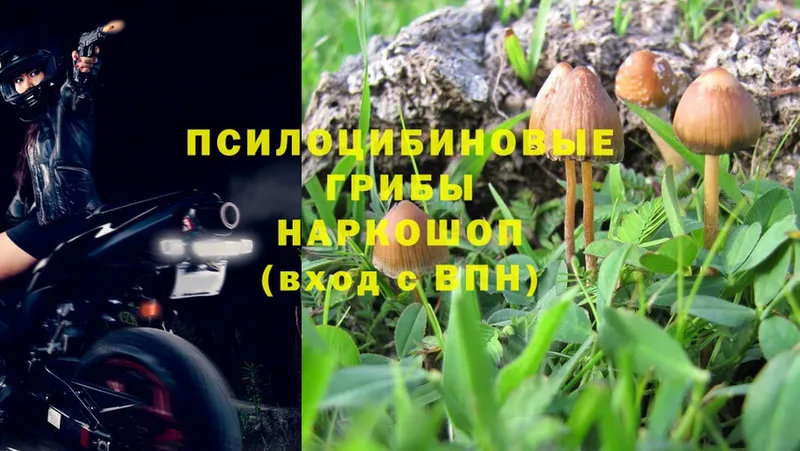 Псилоцибиновые грибы Magic Shrooms  нарко площадка официальный сайт  Зверево 